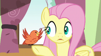 Fluttershy surprised by Constance's message S6E11