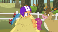 Scootaloo sees cow S3E6