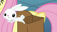 Angel Bunny hops out of Fluttershy's bag S8E2