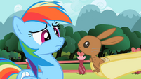 Bunny looking at Rainbow Dash S2E07