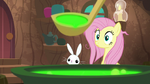 Fluttershy and Angel look at potion S9E18