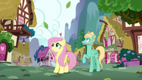 Fluttershy and Zephyr look up at Rainbow S6E11