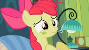 S02E12 Apple Bloom taka chora