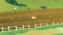Pear Butter pulling weeds in the pear fields S7E13