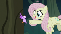 Fake Fluttershy taunting the little bird S8E13