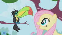 Fluttershy looks at a Toucan S1E03