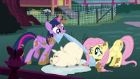 Twilight and Fluttershy cleaning a pig S5E3