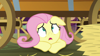 Fluttershy looks up at Granny Smith S5E21