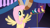 S01E01 Fluttershy i jej chór