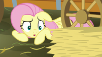 Fluttershy asking to borrow some hay S5E21