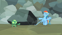 Rainbow Dash "Annoying turtle in the world" S2E07