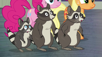 Raccoons surprised to be called rodents again S8E4