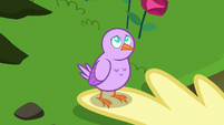 Bird standing on Fluttershy's wing tip S8E13