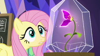 Fluttershy looking at the magic flower S9E22