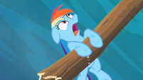 Rainbow Dash you! S2E8