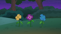 Row of flowers in the ground S6E25