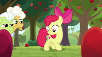 Apple Bloom looking at the patterns S9E10