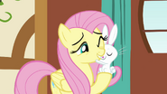 Angel nuzzles Fluttershy S3E13