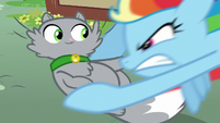 Rainbow Dash picking up another cat S8E5