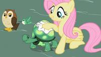 Fluttershy polishing Tank's shell S2E07