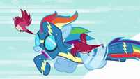 Birds angrily peck at Rainbow Dash S6E7