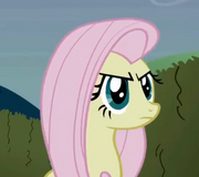 Fluttershy grosera