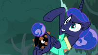 Luna with prickle pods on her flank S9E13