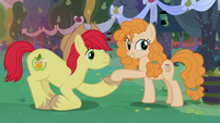 Bright Mac giving Mayor Mare her cue S7E13