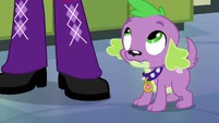 Spike the Puppy looking at Twi