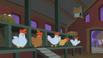 Startled chickens S01E17