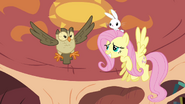 Fluttershy and Owlowiscious in the air S03E11