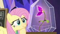 Fluttershy looking closely at the flower S9E22