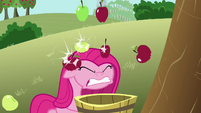 Pinkie Pie pummeled with apples S03E13