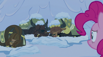 Pinkie Pie looks at cold and shivering yaks S7E11