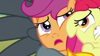 Scootaloo "this... griffon's... not... cranky" S6E19.png (945 KB)