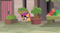 Scootaloo spying on Sugar Belle S7E8