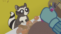 Raccoon looking at the potatoes EGHU