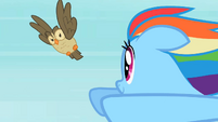 Rainbow Dash Owlowiscious 3 S02E07