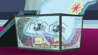 Star spiders finish the special sash S9E26