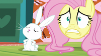 Fluttershy scared with Angel S5E21