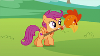 Scootaloo carrying chicken head on a stick S6E14