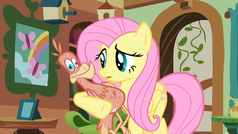 Fluttershy holding Philomena S01E22.png