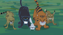 Jungle cats snarling S4E04