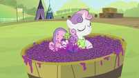 Sweetie Belle stomping on the grapes S2E05
