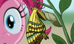 STARE MASTER panel crop