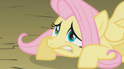 Fluttershy is not so ready S01E07.png