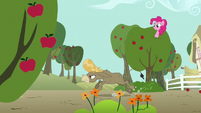 Pinkie Pie pokes her head out from an apple tree S2E18