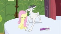 Goat moves leg to Fluttershy S2E19