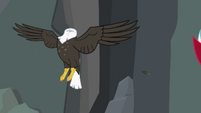 Bald eagle headless... S2E7