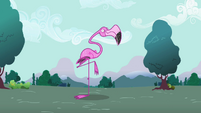 Flamingo standing on one leg S2E07